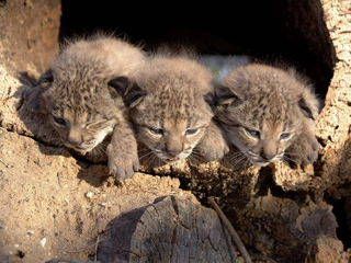 Illustration for article titled Caturday - Lynx pardinus Edition